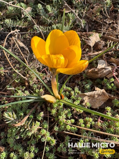 ЕКСКЛЮЗИВ
                                У Дніпрі почався сезон цвітіння крокусів