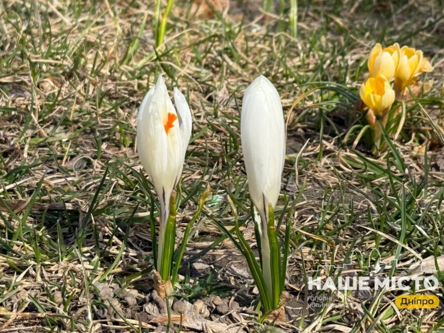 ЕКСКЛЮЗИВ
                                У Дніпрі почався сезон цвітіння крокусів