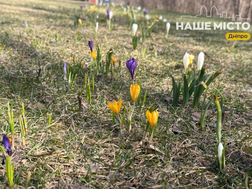 ЕКСКЛЮЗИВ
                                У Дніпрі почався сезон цвітіння крокусів