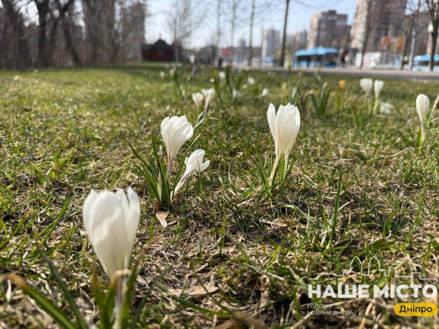 ЕКСКЛЮЗИВ
                                У Дніпрі почався сезон цвітіння крокусів