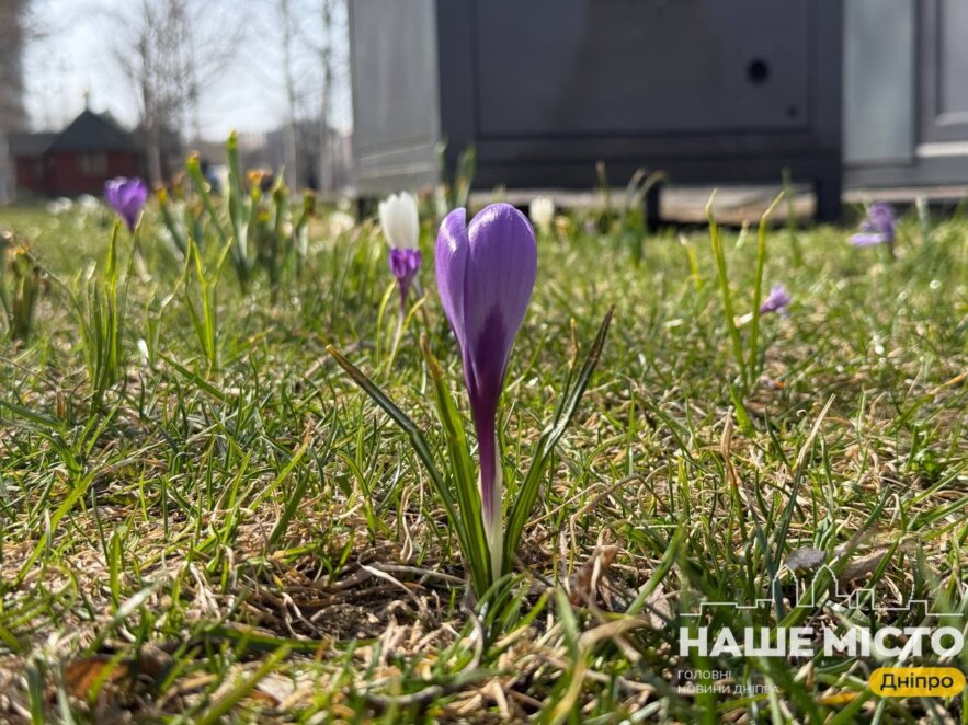 ЕКСКЛЮЗИВ
                                У Дніпрі почався сезон цвітіння крокусів
