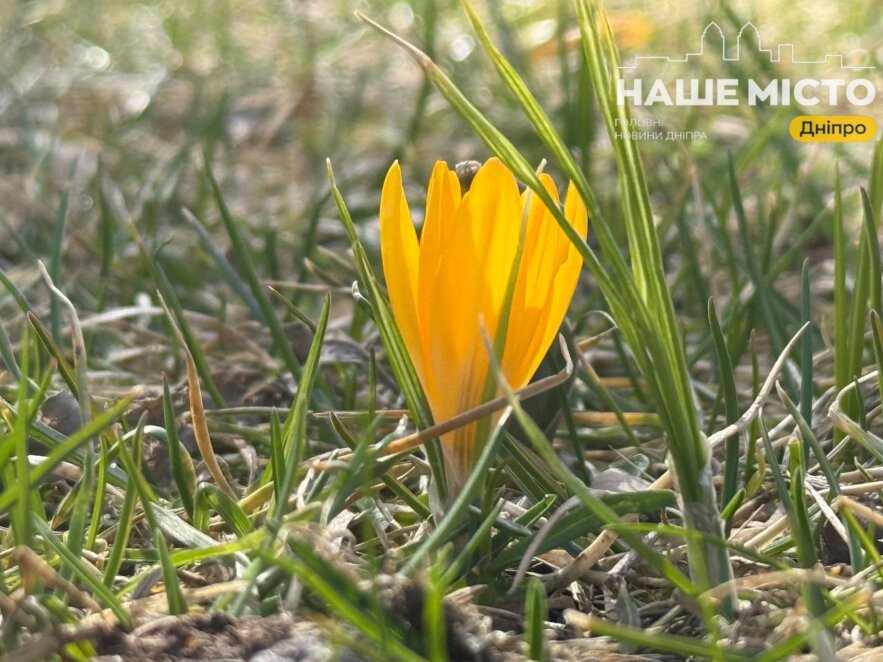 ЕКСКЛЮЗИВ
                                У Дніпрі почався сезон цвітіння крокусів