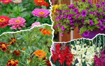 Клумбы будут яркими и красивыми: какие быстрорастущие цветы надо посадить весной