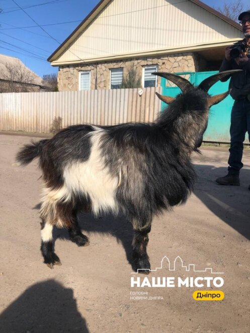 ЕКСКЛЮЗИВ
                                Їздили без реба і врятували козлика Костянтина: чергова евакуаційна місія дніпровських волонтерів