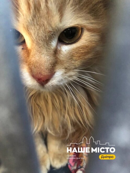 ЕКСКЛЮЗИВ
                                Їздили без реба і врятували козлика Костянтина: чергова евакуаційна місія дніпровських волонтерів