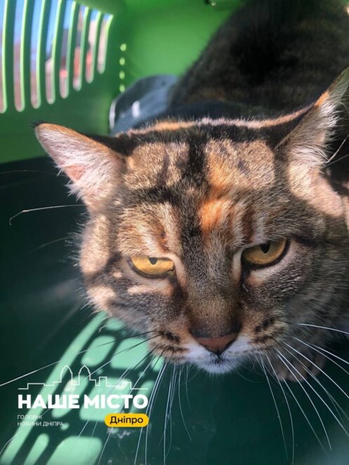 ЕКСКЛЮЗИВ
                                Їздили без реба і врятували козлика Костянтина: чергова евакуаційна місія дніпровських волонтерів