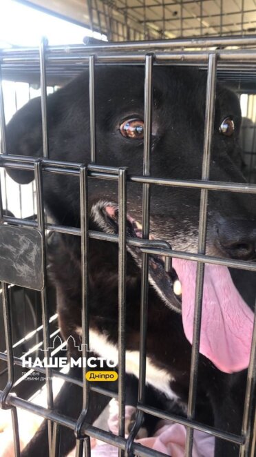 ЕКСКЛЮЗИВ
                                Їздили без реба і врятували козлика Костянтина: чергова евакуаційна місія дніпровських волонтерів