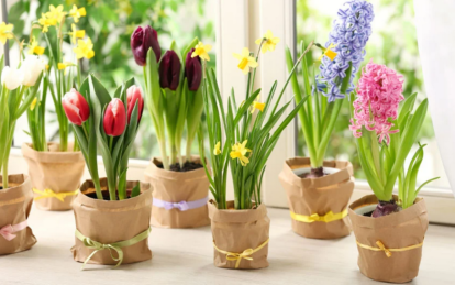 Клумба на окне: какие цветы цветут в горшках весной