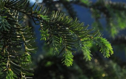 В Днепропетровской области стартует весенняя посадка леса