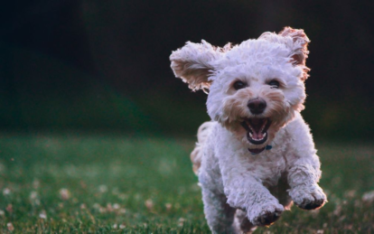 Сколько лет собаке по человеческим меркам: как правильно считать возраст