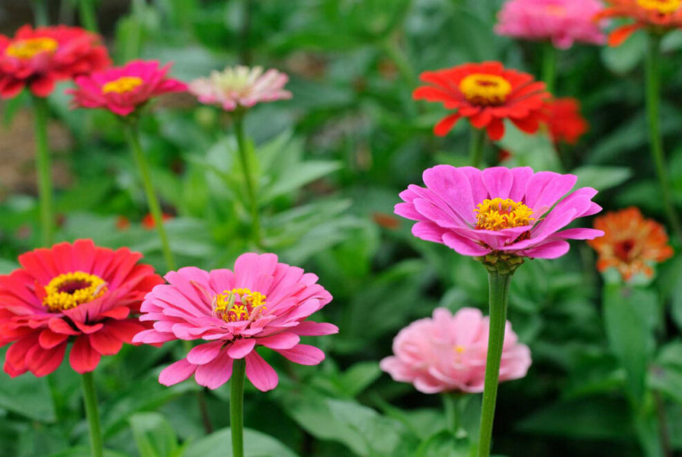 Клумби будуть яскраві та красиві: які швидкорослі квіти треба посадити навесні