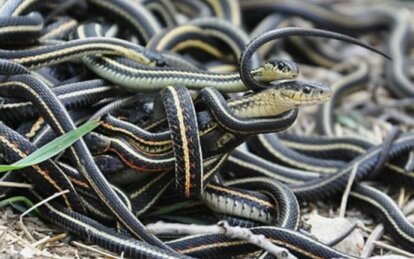 В Днепропетровской области активизировались змеи: как уберечься