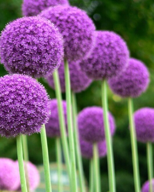 Яку рослину посадити в саду, щоб не було кліщів: дієві поради