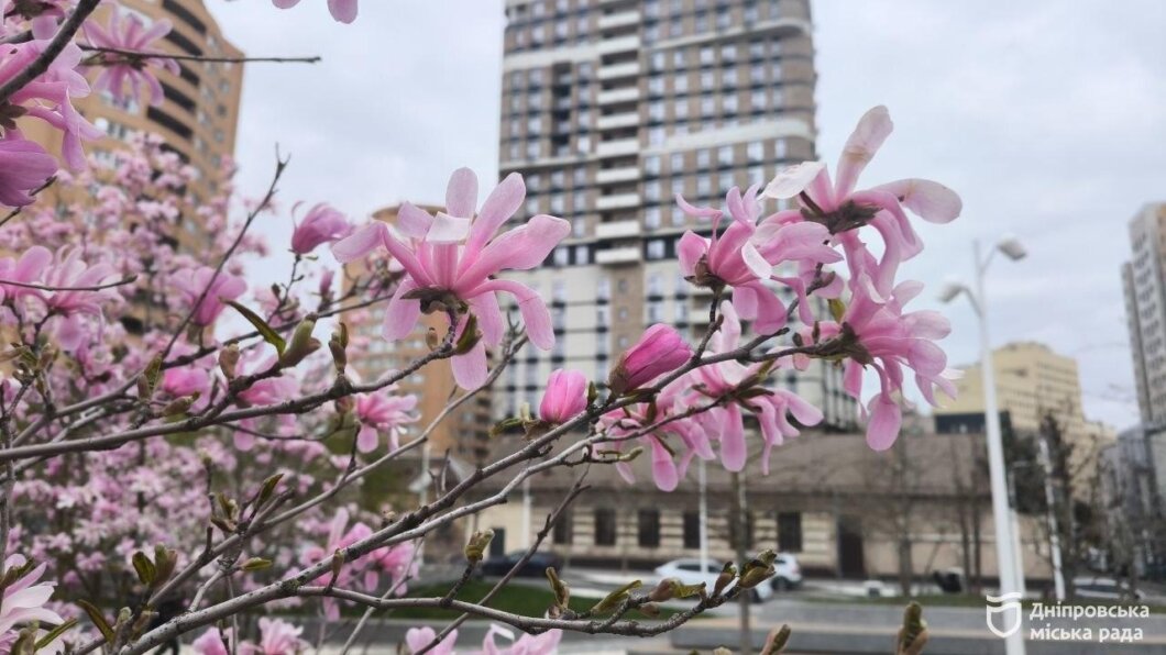 ОФІЦІЙНО                У парках Дніпра розквітли магнолії: містяни влаштовують фотосесії серед рожевих хмар квіті