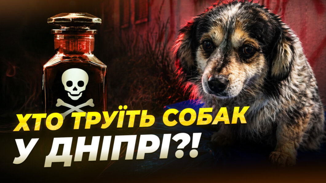 У Дніпрі невідомі отруїли двох собак: що кажуть свідки злочину