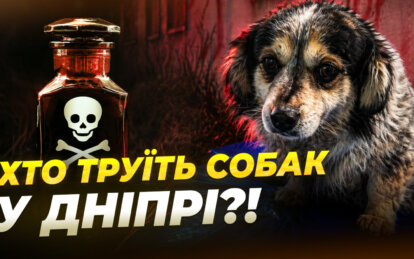 В Днепре неизвестные отравили двух собак: что говорят свидетели преступления