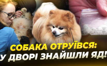 Отрута у дворі на ж/м Сокол: мешканці б'ють на сполох після загибелі собаки