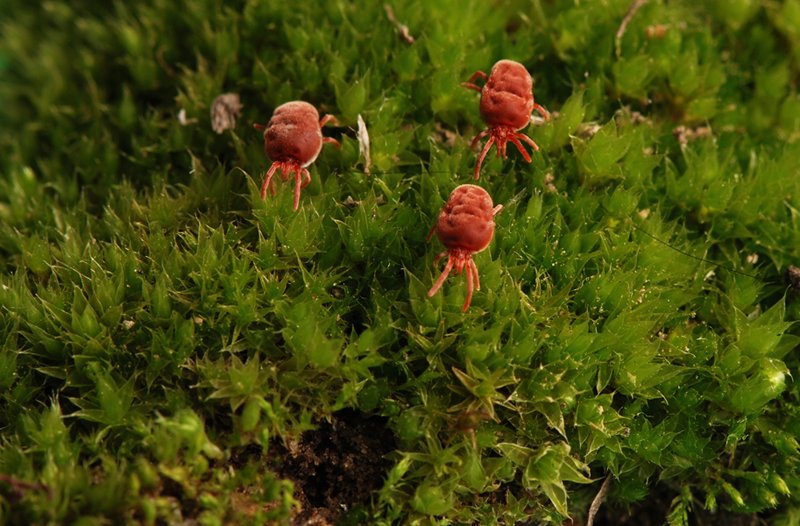 Червоний кліщ на Дніпропетровщині - Наше Місто