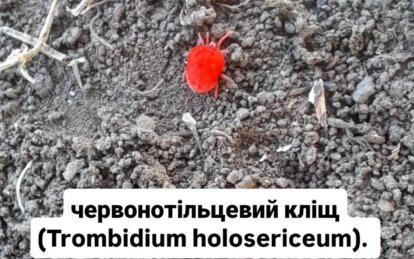 Червоний кліщ на Дніпропетровщині - Наше Місто