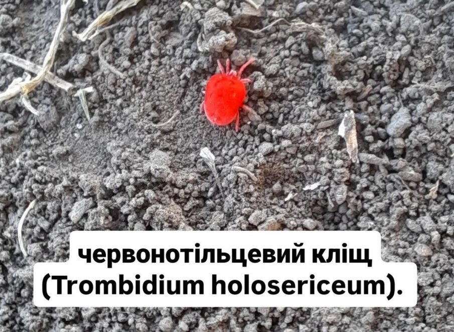 На Дніпропетровщині помітили яскраво-червоних кліщів: хто це і чи варто турбуватися