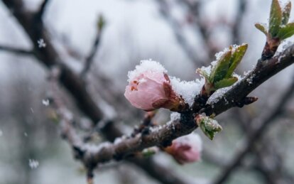 Заморозки, погода у Дніпрі 9-11 квітня 2026 - Наше Місто