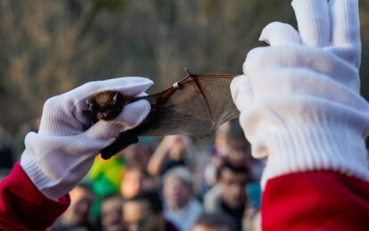 В Днепре выпустят на волю около 250 спасенных летучих мышей: где и когда состоится событие