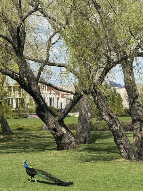 Зелені алеї та птахи на кожному кроці: весняний настрій яхт-клубу «Січ»