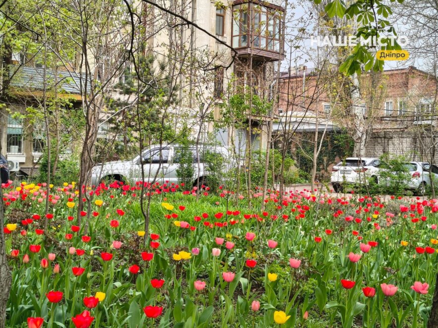 Тюльпановий рай у центрі Дніпра - Наше Місто