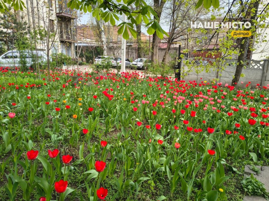 Тюльпановый рай в центре Днепра - Наше Место