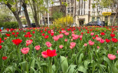 Тюльпановий рай у центрі Дніпра: мешканці будинку перетворили свій двір на весняну казку