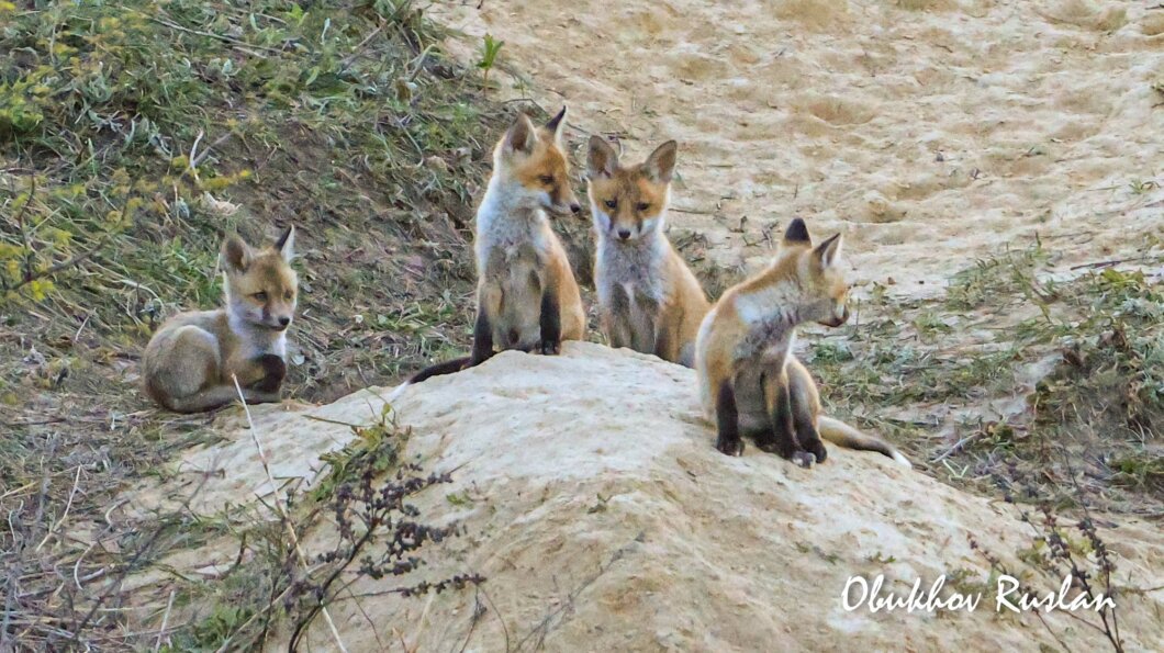 У Дніпрі помітили сім'ю лисів з малятами - Наше Місто