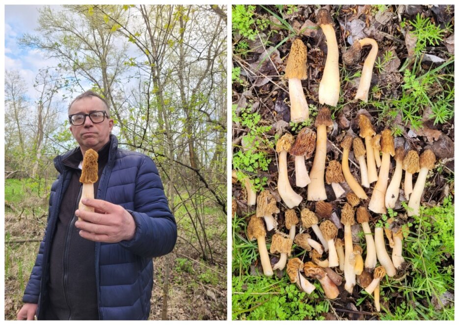 На Дніпропетровщині розпочався грибний сезон 2026 - Наше Місто