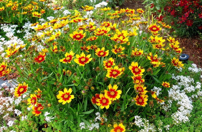 Сім швидкорослих квітів, які варто посадити зараз для цвітіння у травні