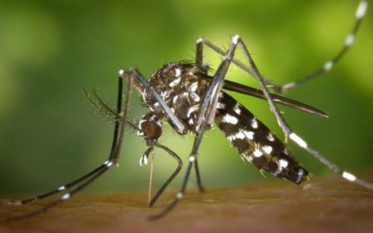 В Украине зафиксировали опасную тропическую болезнь