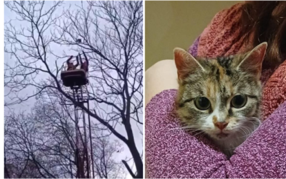 В Днепре коммунальщики спасли кота, который два дня не мог слезть с дерева