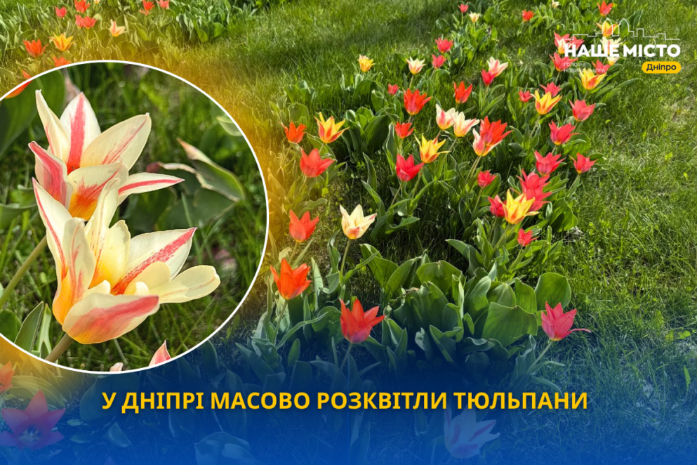 ЕКСКЛЮЗИВ
                                У Дніпрі поблизу ТРЦ Вавілон масово розквітли тюльпани