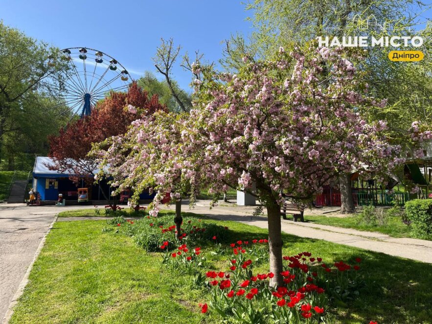 Де шукати сакури у Дніпрі: топ локацій, які мерщій треба побачити