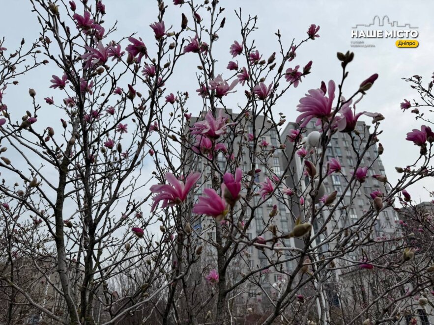 ЕКСКЛЮЗИВ
                                У Дніпрі на Успенській площі масово розквітли магнолії