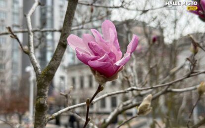 Сезон магнолий в Днепре: где увидеть цветение и сделать атмосферные фотографии