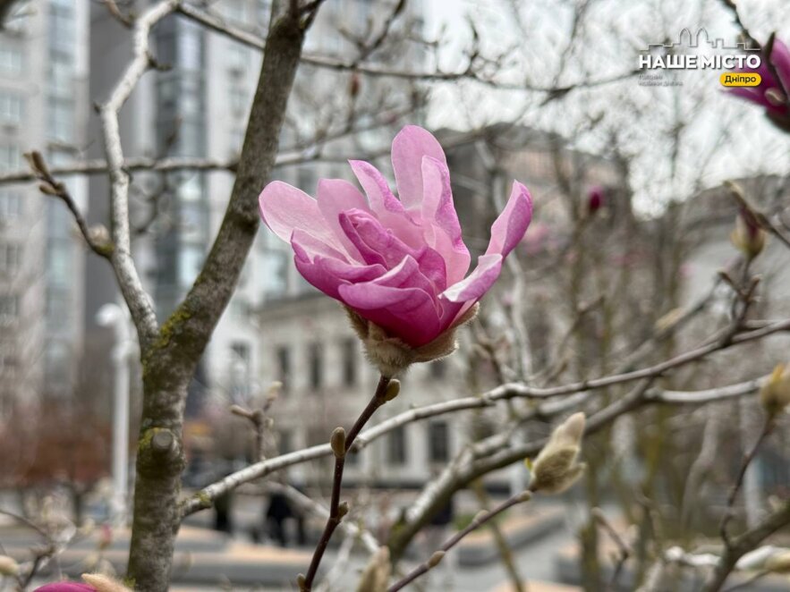 ЕКСКЛЮЗИВ
                                У Дніпрі на Успенській площі масово розквітли магнолії