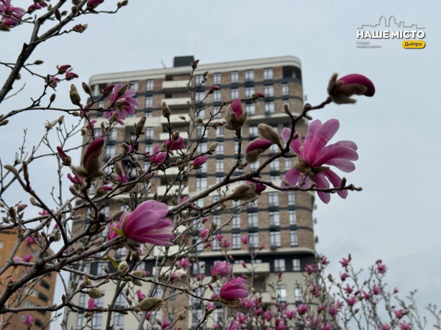 ЕКСКЛЮЗИВ
                                У Дніпрі на Успенській площі масово розквітли магнолії