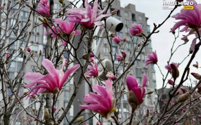 У Дніпрі на Успенській площі масово розквітли магнолії