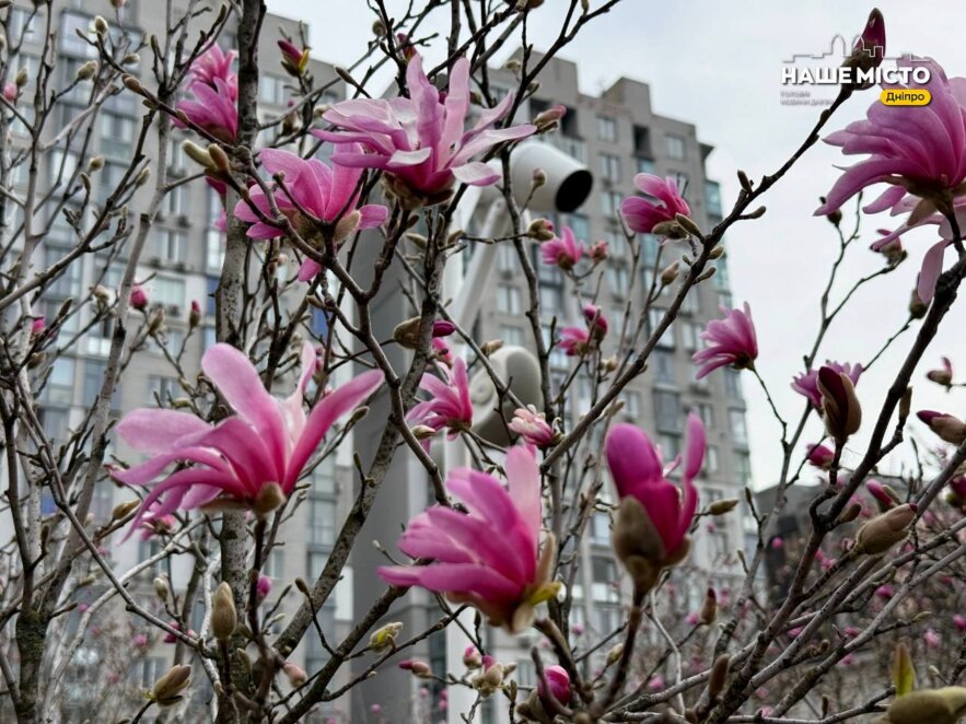 ЕКСКЛЮЗИВ
                                У Дніпрі на Успенській площі масово розквітли магнолії
