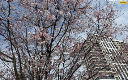 Саукри у Дніпрі 2026