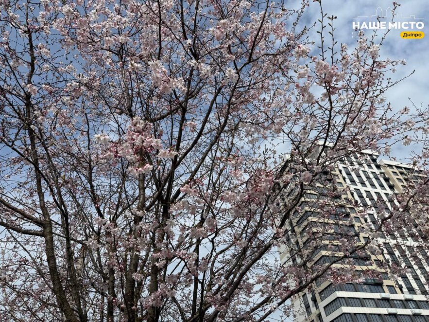 ЕКСКЛЮЗИВ
                                У Дніпрі розпочався сезон цвітіння сакур 2026