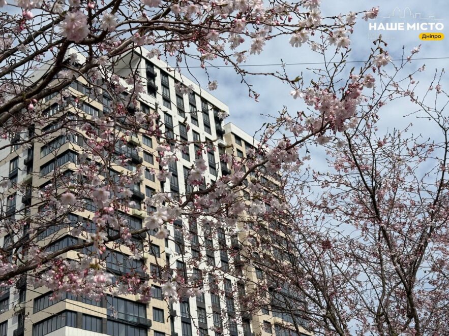 ЕКСКЛЮЗИВ
                                У Дніпрі розпочався сезон цвітіння сакур 2026