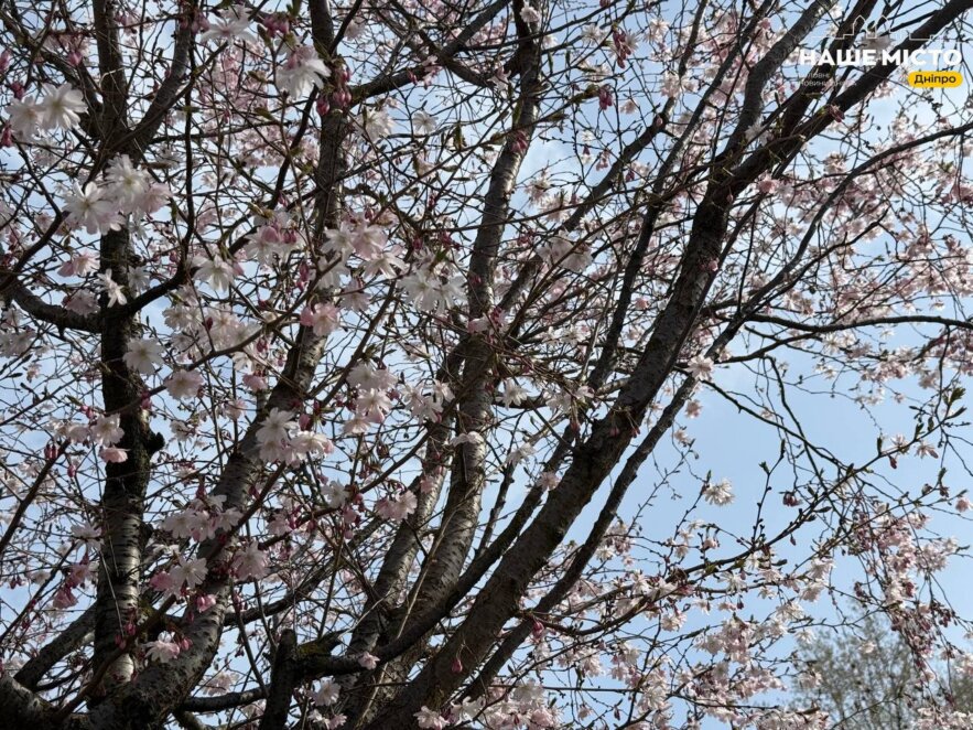ЕКСКЛЮЗИВ
                                У Дніпрі розпочався сезон цвітіння сакур 2026