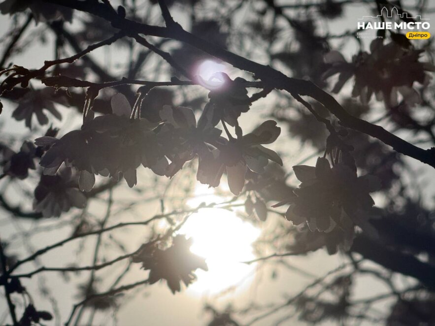 ЕКСКЛЮЗИВ
                                У Дніпрі розпочався сезон цвітіння сакур 2026