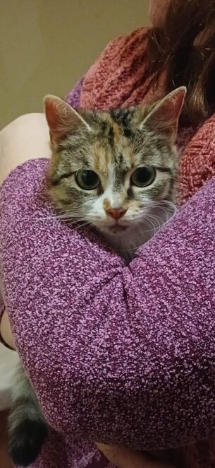 У Дніпрі комунальники врятували кота, який два дні не міг злізти з дерева