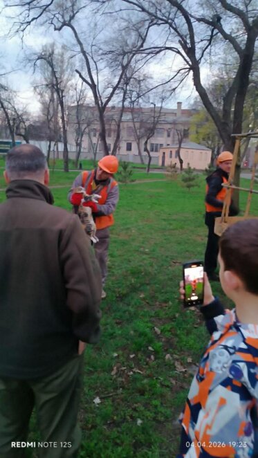У Дніпрі комунальники врятували кота, який два дні не міг злізти з дерева